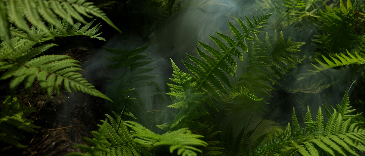 Open green forest landscape with trees